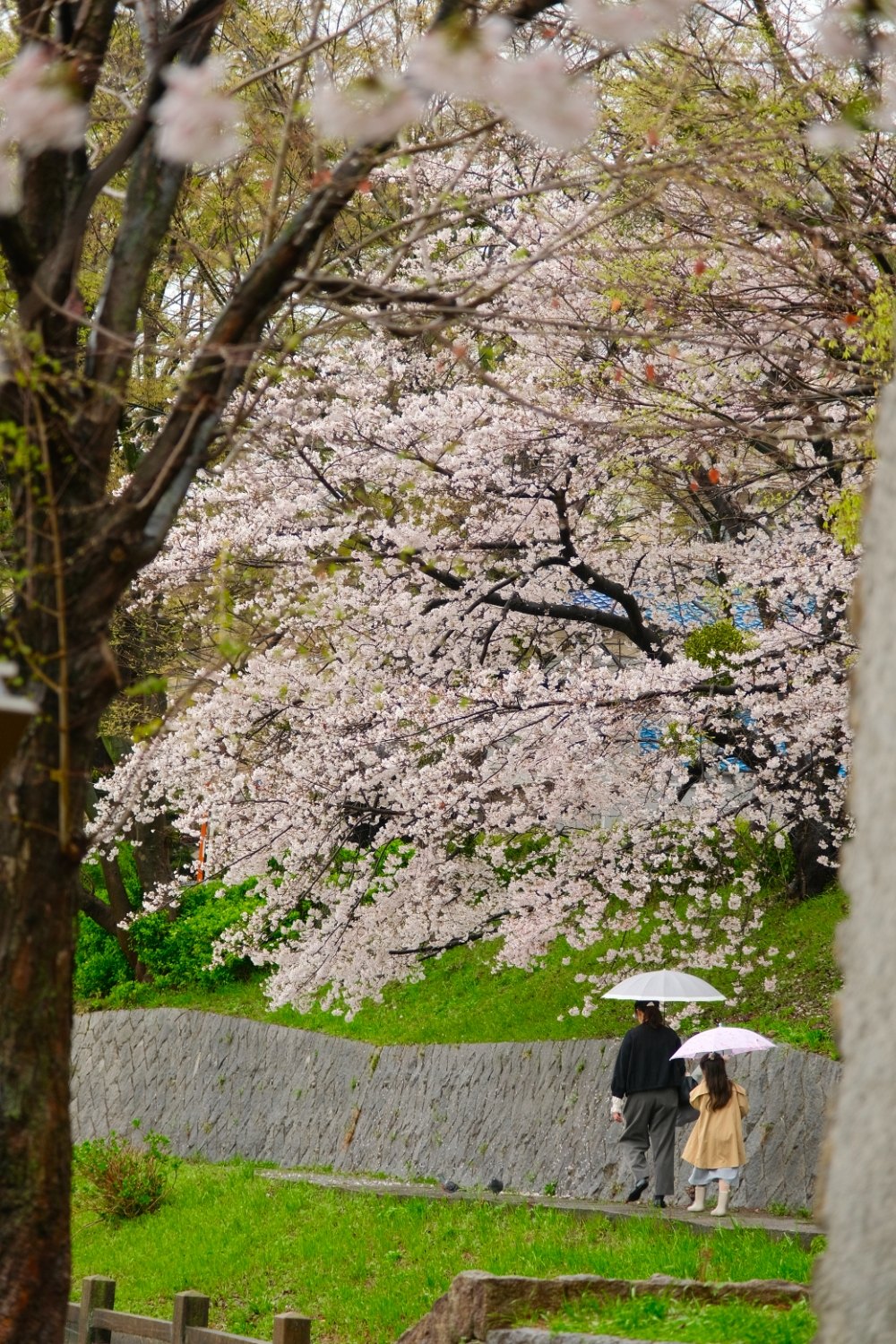 The most beautiful place to see cherry blossoms in Kyoto - Travel with Minh