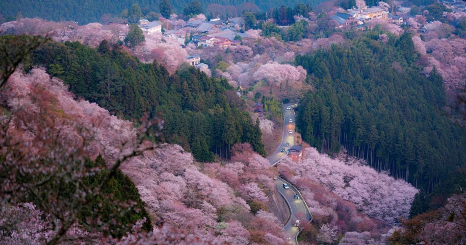 吉野世界最佳樱花景观点DSCF6451-增强-NR