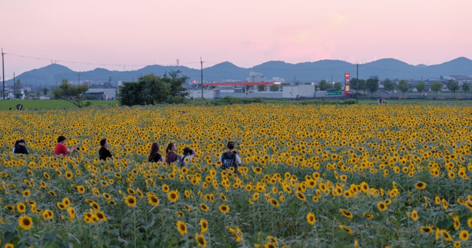 兵庫・大野の花 (115)