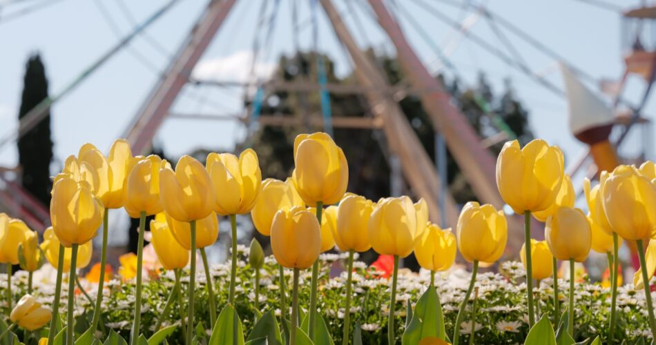 floriade-canberraDSCF9592