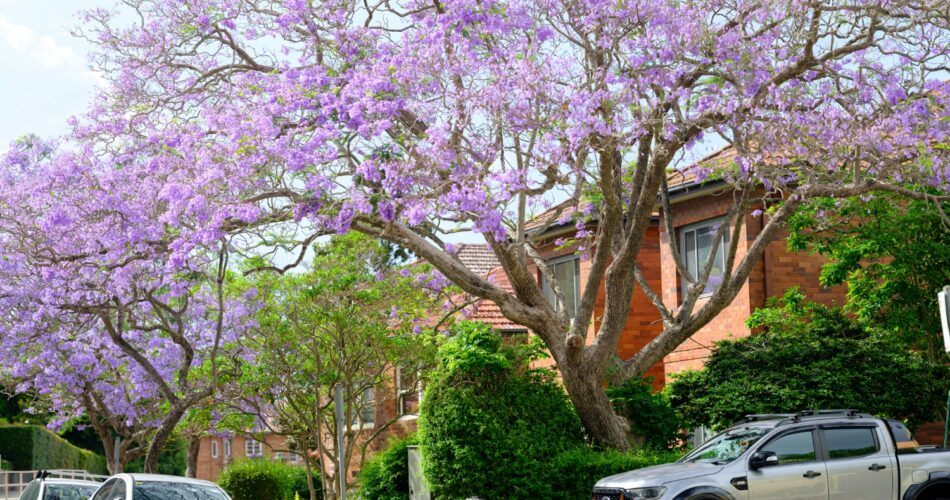 jacaranda-in-sydneyDSCF9127-2